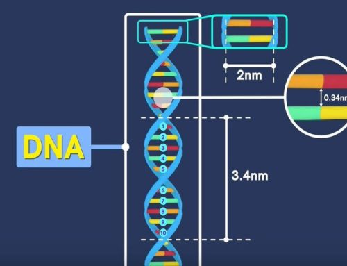 How does DNA Carries Information?