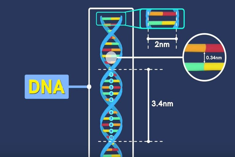 DNA