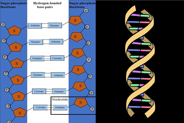 DNA internal structure